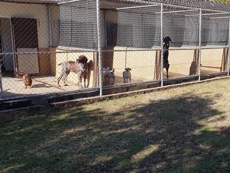 img/dog-kennels-450x388.jpg